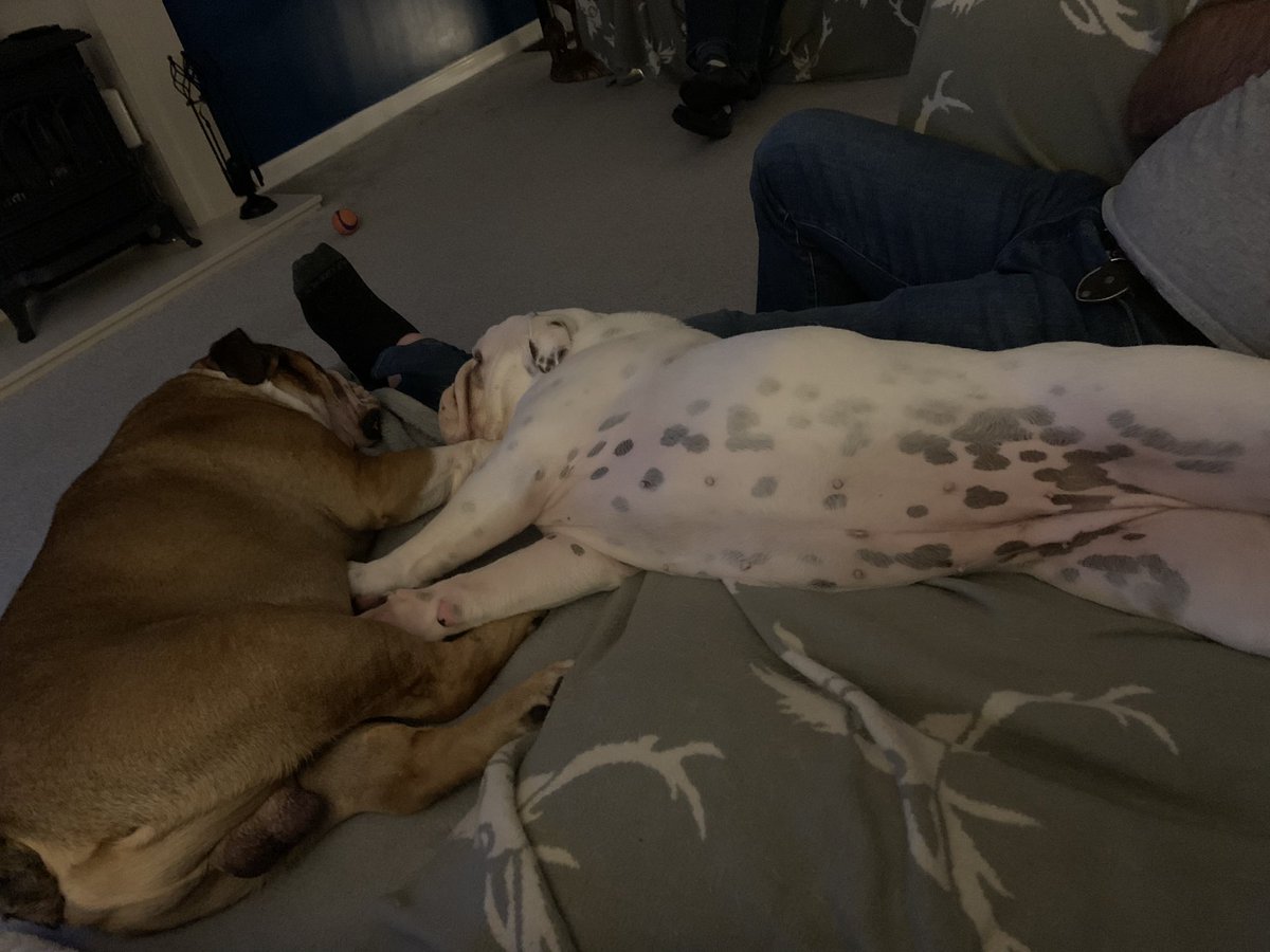 CharlietheBull2's tweet photo. Saturday nights alright for snoozing 💤 https://t.co/0ktQs30JWI