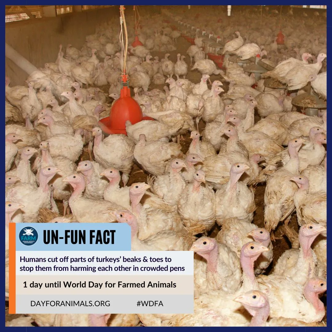 FARMUSA's tweet photo. They never saw the sun or felt any grass. They suffered in life and death. Take the #FastAgainstSlaughter pledge for #WDFA to live one day like theirs. https://t.co/1BGvhr1AN3 https://t.co/jQFP776g8T