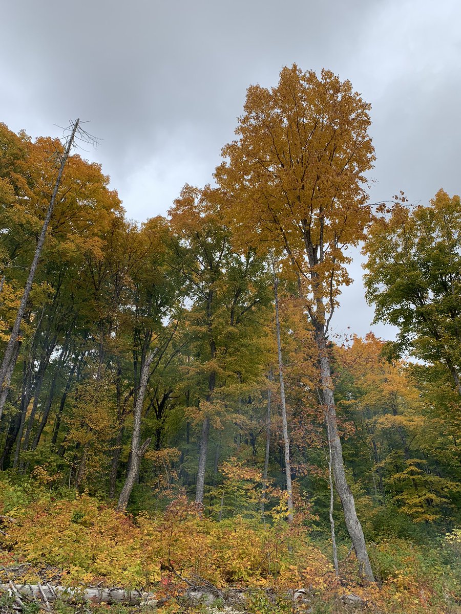 What an incredible fall day! #northernnb