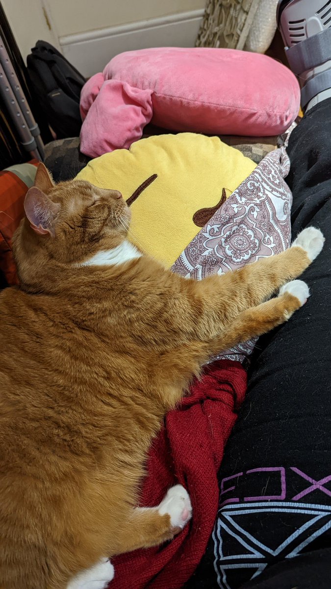 von_b's tweet photo. Nurse Peezy still supervising my recovery, even though I'm out of the cast and back into a boot. #dailypebbles https://t.co/9wl0BhFPqq