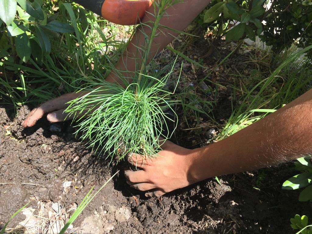 IsbToluca's tweet photo. #UnArbolUnAlumnoUnFuturo 
El Instituto Simón Bolívar Toluca, Plantel Secundaria participa en la reforestación con la 
SEGOB.

@SEP_mx @geramonro05 @IsbToluca @TinocoGRogelio https://t.co/4anFvVSLPK