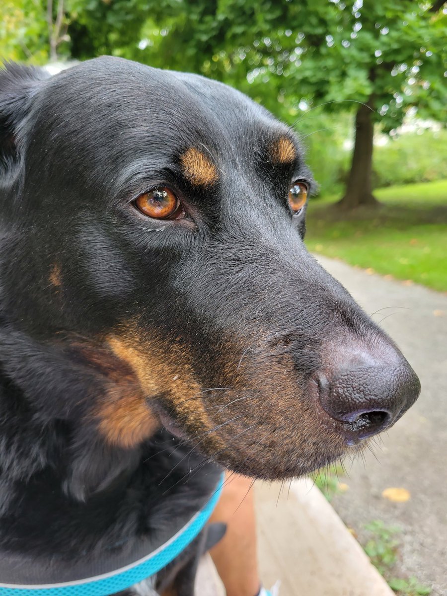 Gary the Doggy tweet media