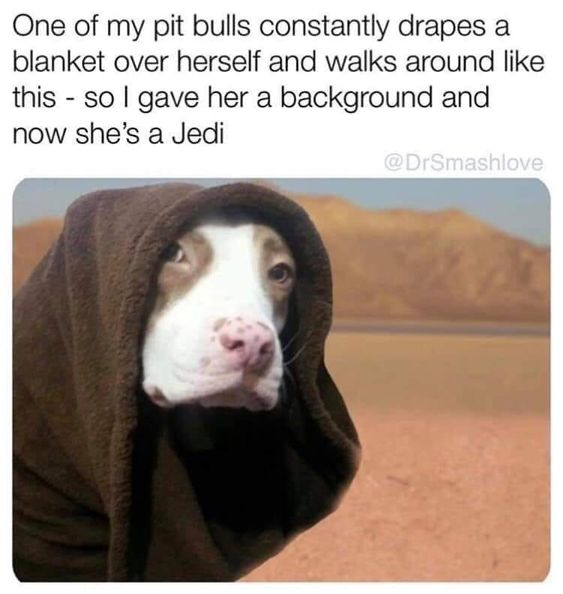 WholesomeMemes (@wholesomememe) on Twitter photo 