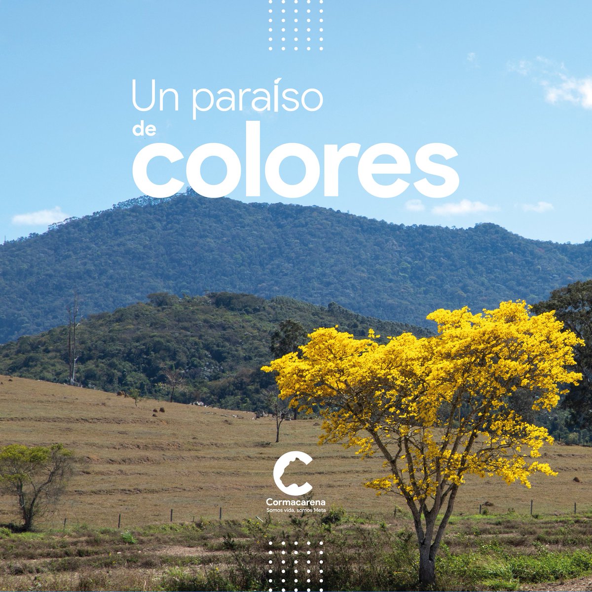 CORMACARENA's tweet photo. El Meta, ¡es un paraíso de colores!
Además de adornar los hermosos paisajes del territorio, los árboles son los mejores aliados para mitigar el cambio climático, purificar el aire, mantener ríos limpios y refugiar la fauna; por estas razones, queremos contemplar un #MetaVerde. https://t.co/InHnsDdceE