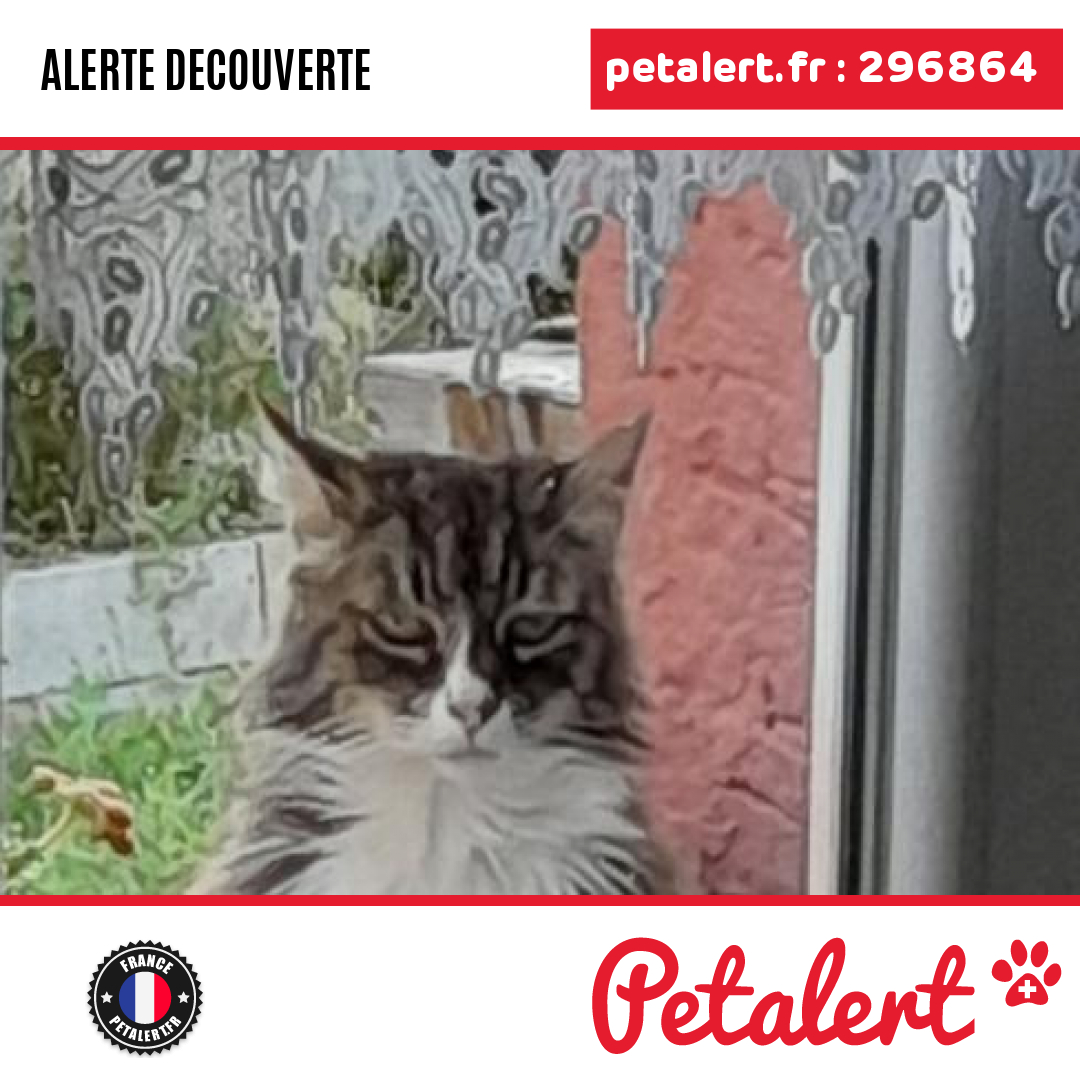 petalert_france's tweet photo. Trouvé #Chat #TerritoireDeBelfort #SaintGermainLeChatelet #Petalert #PetAlert90 / https://t.co/aXNCpk5BQz https://t.co/8gSe19bUic