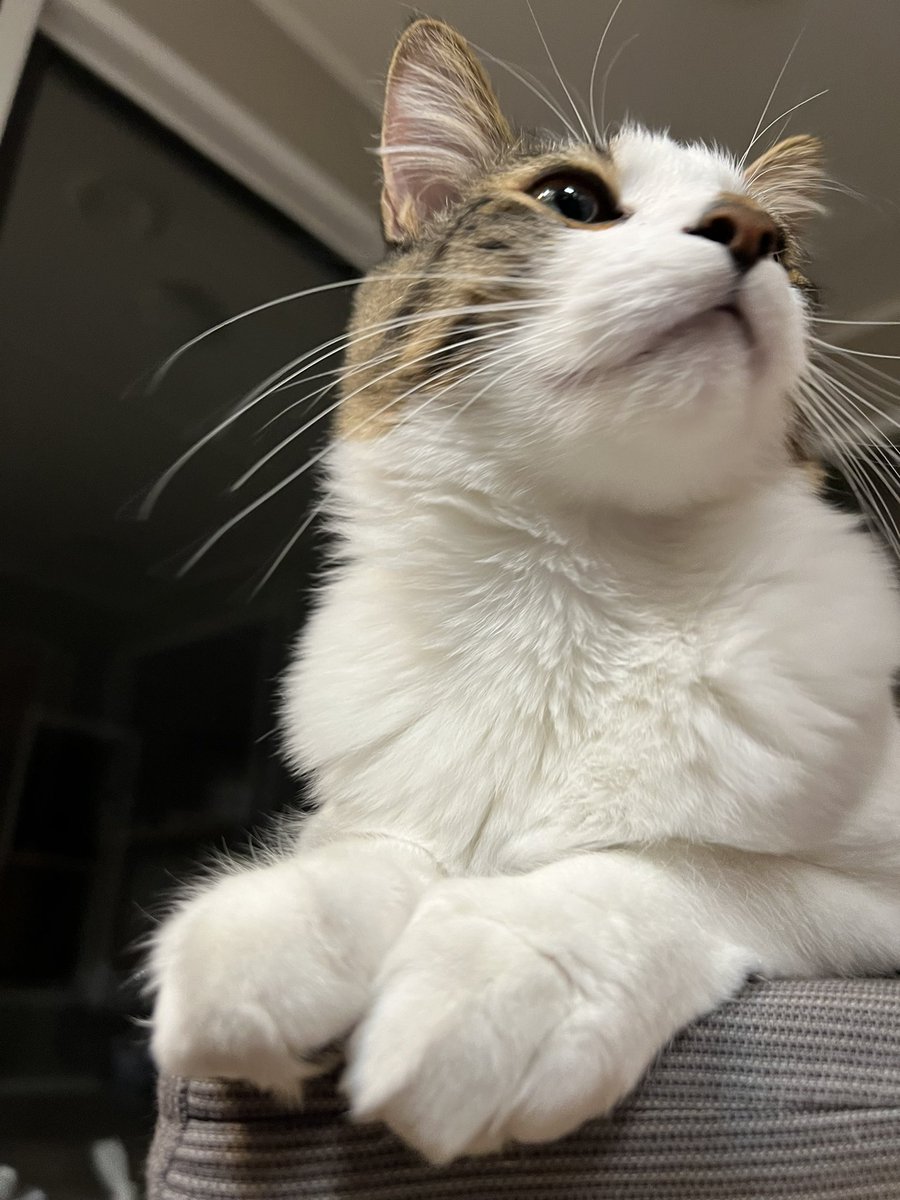 catnamedham's tweet photo. i know what you may be Thinking . yes. my chin Is very soft! https://t.co/sBxXCe0C00