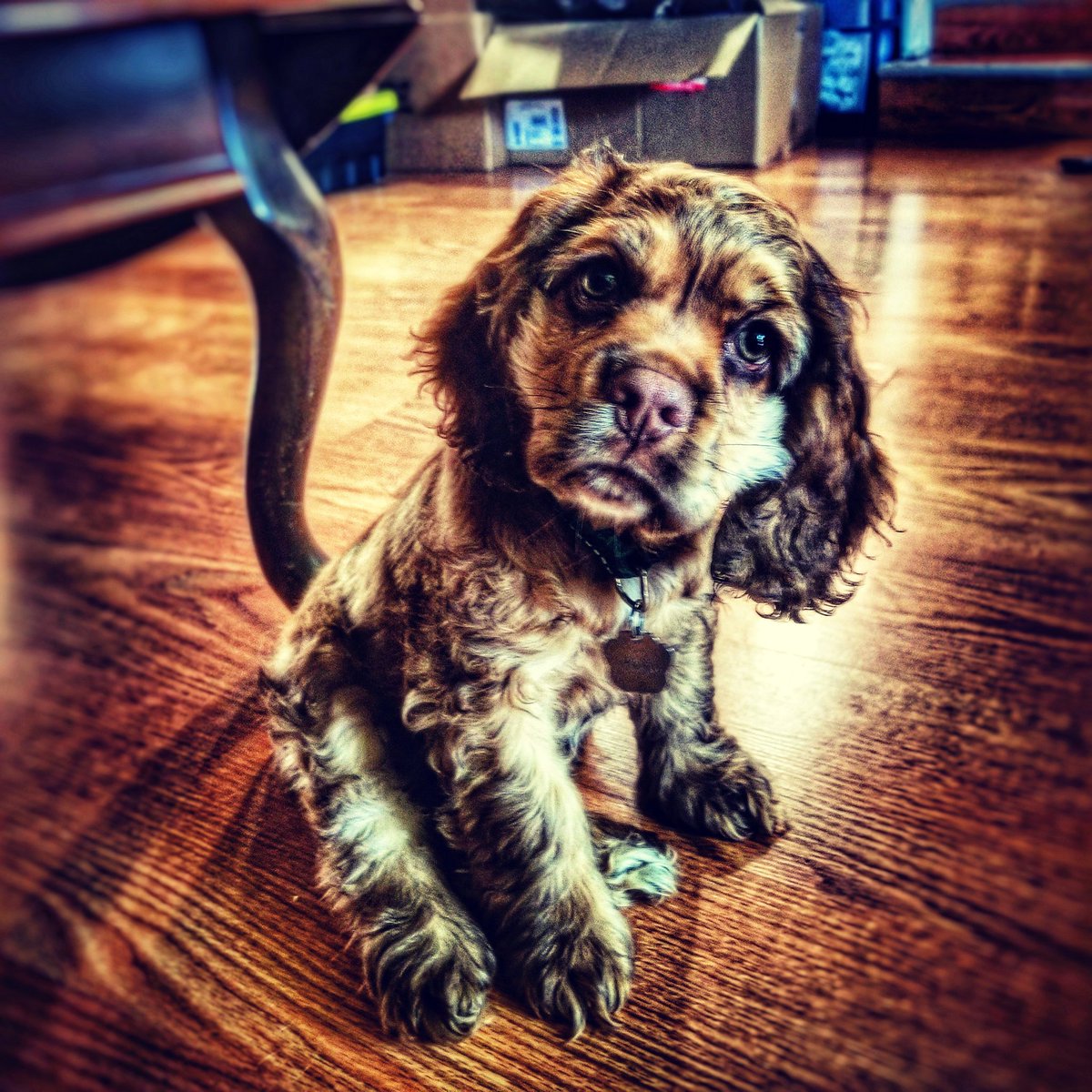 blauthern75's tweet photo. I miss my little buddy. https://t.co/10dPJq5FZp