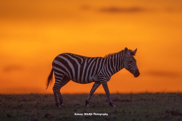 Golden sky Serengeti National Park Tanzania has to offer
#tanzaniaparks #serengeti 
#serengetinationalpark #tzunforgettable #utaliiplus 
#utaliitanzania #wenaturalist 
#wildlifephotography #natgeo