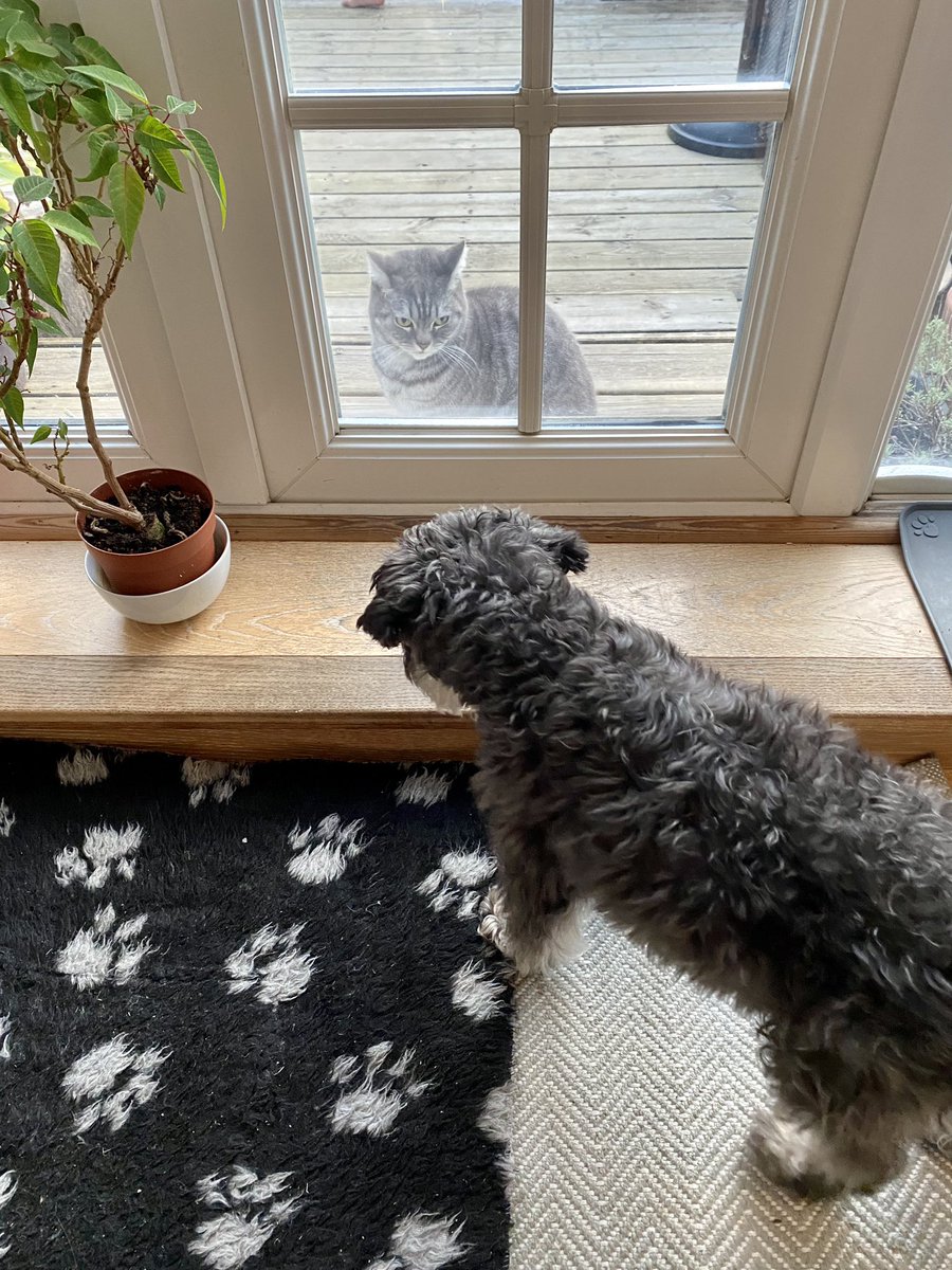akaLittleWoof's tweet photo. I have no f*cking clue that there is a cat outside #blinddog #DiaryOfADiabeticDog #SchnauzerGang #dogswithwheels #dogsoftwitter https://t.co/vIx3bLGbdz