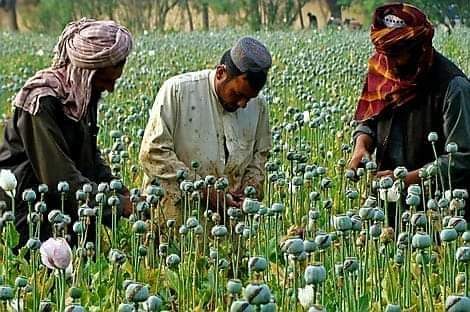 البامية شوكتني ياااا 😂😂😂😂😂😂