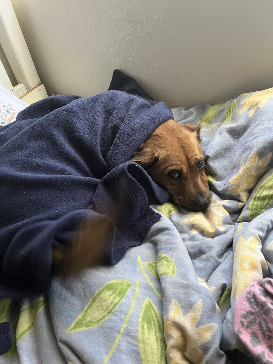 Rochnee1's tweet photo. @____B_S____ Adopted this sweetie pie a year ago this month. Big bday celebrations planned for her. Big steak, pamper session at the doggie parlour. She’s brought our family insane amounts of joy!! https://t.co/sPWlqO0ESD