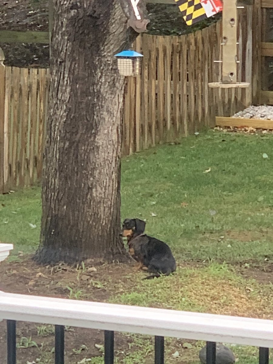 The hell with the rain, the squirrel has to come down , I will wait says Nellie .