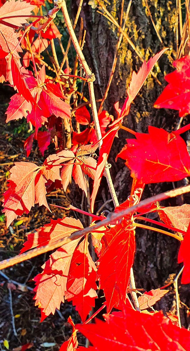 Lequazione's tweet photo. #Autunmcolors https://t.co/KJwSZtLbQe