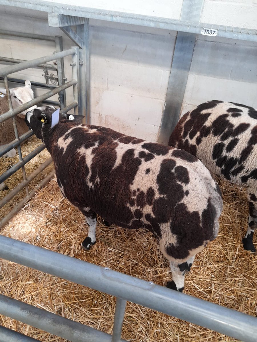 MaultPeter's tweet photo. @JoeMault @Rhiani Taid has already got Martha a ram😜 https://t.co/uLqHyw4TML