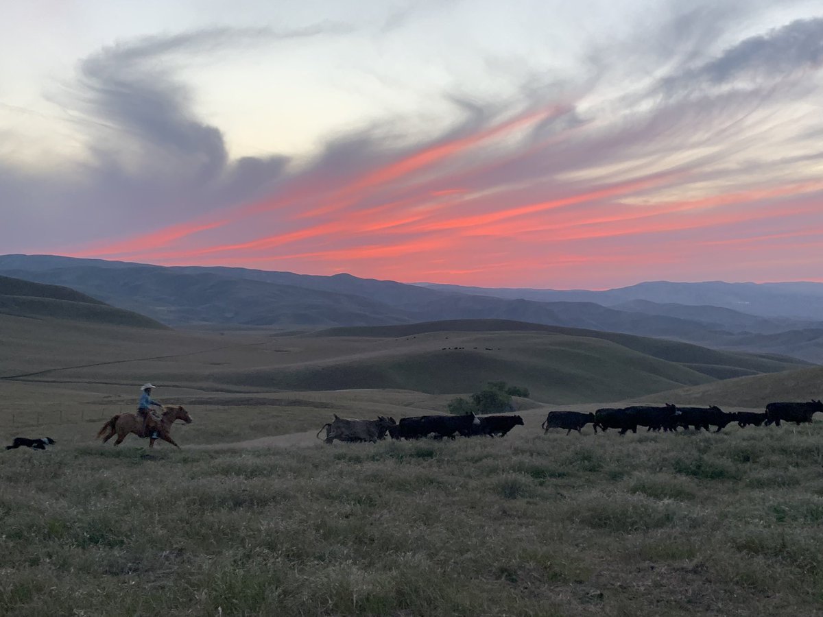 PanoramaOrganic's tweet photo. We lose 3.6 acres of grass everyday. We must preserve grasslands. If we do not graze that grass we don’t pull CO2 out. Grassfed beef has the greatest potential to do no harm. Environmental capacity of #grassfed beef is only going to get better. @KayCnls #edibleinstitute2022 https://t.co/UNO6rMkHjR