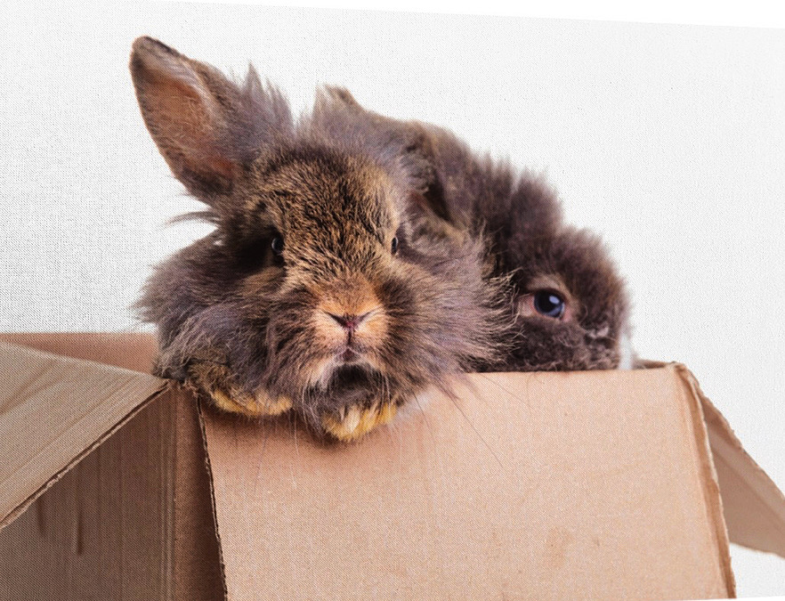 rabbit rabbit

"Hey."

"What?"

"Think it's time to get out now?"

"Why? I like thinking in the box."

"Sigh."