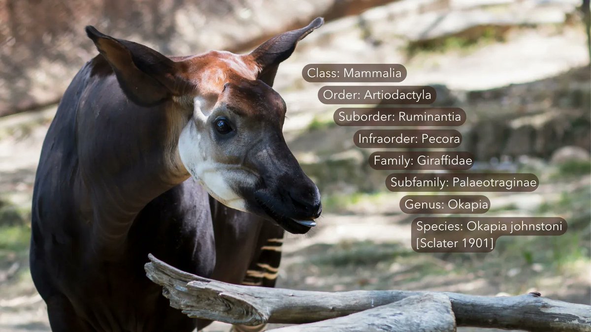 Striped #ScienceSaturday: Get to know your okapi taxonomy! Specificity increases as you move down the taxonomic hierarchy, painting a clear picture of the species. An okapi’s taxonomy reveals it is an even-toed mammal with a ruminant digestive system and cranial appendages.