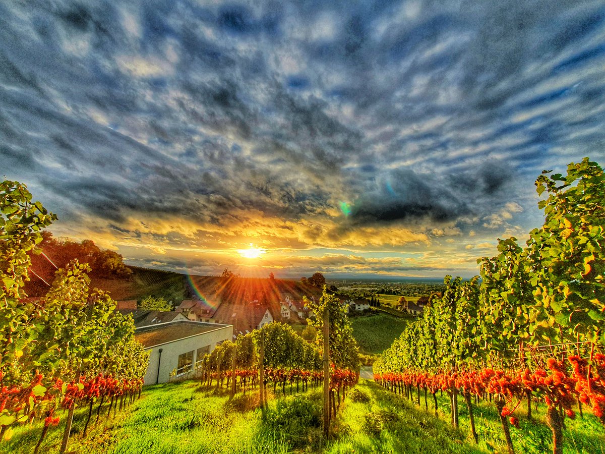 Sunset <a href="/WeingutRenner/">Familien-Weingut Renner</a> Offenburg-Fessenbach 🇩🇪