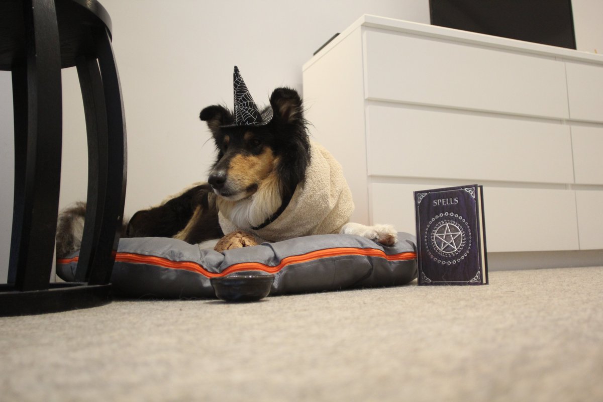 ItCollie's tweet photo. My good #weather #spell start to loose the #magic. I tried to make a new one but I have so less #ingredients left! Warding by #Travel is expensive!
#dogsoftwitter #dogs #cats #zzst #ZsHalloweenFair #ZSHQ #zombiebullz #Halloween2022 #ZsParade #RetweetToJoin @ZombieSquadHQ https://t.co/qoohdTbdQH