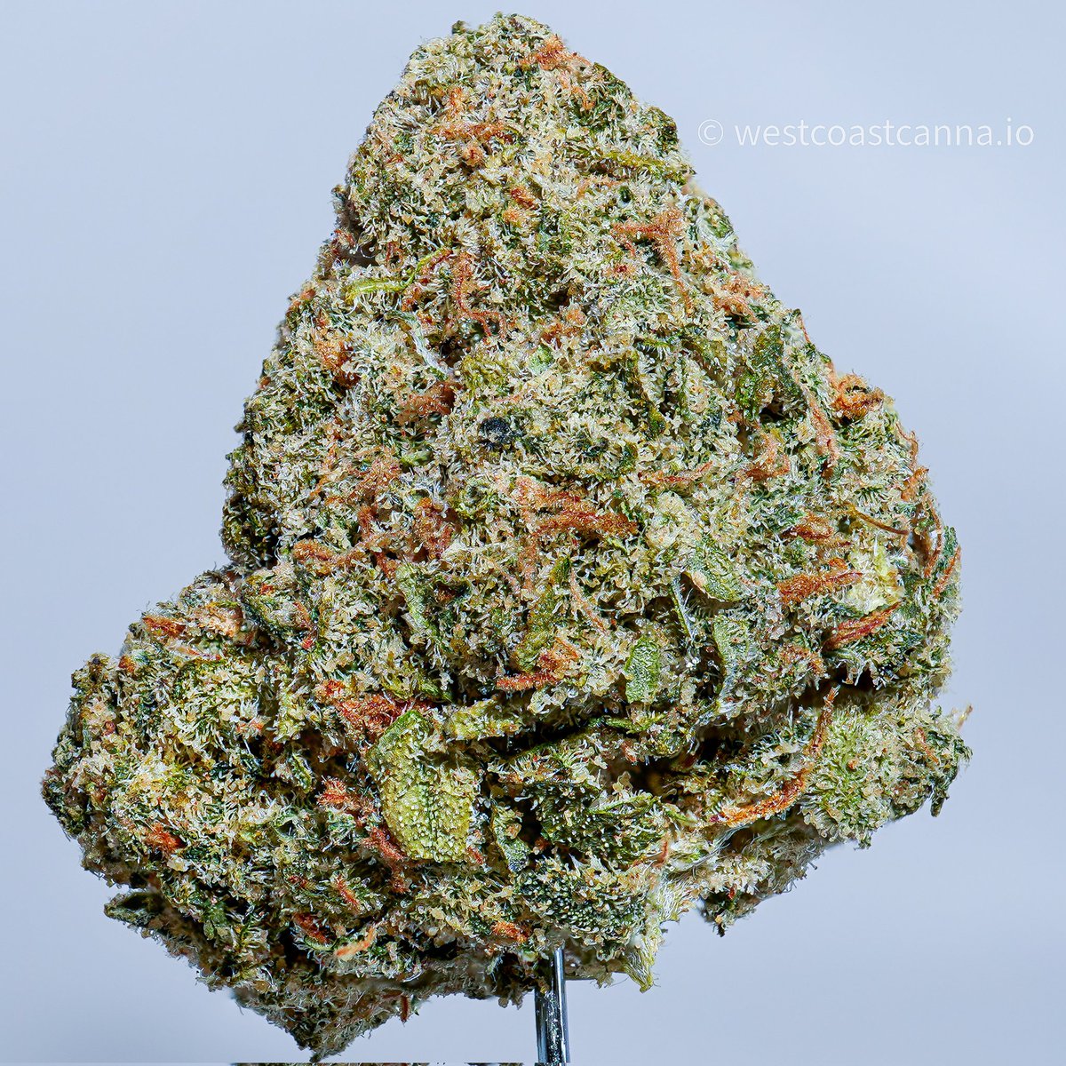 Westcoastcanna_'s tweet image. Strain: XJ-13

Grown by: THC Design

#mmemberville #thcdesign #california