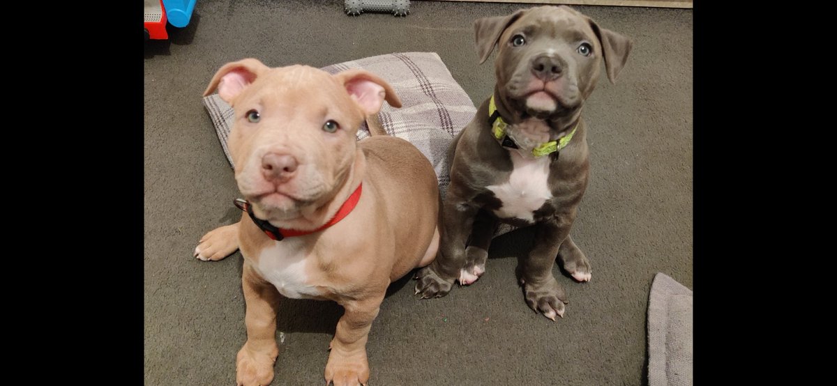 Can you RETWEET us please, we are called NOVA  &amp;&amp;  SHADOW we are NEW to Twitter and would really LOVE some new friends to meet on our journey 😊 #retweet #follow