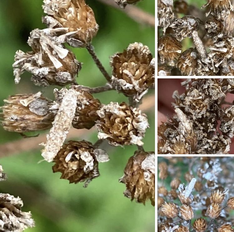 Yarrow. Achillea millefolium. Look out for the larval cases of the micro moth Coleophora argentula on the seed heads. Cases are 5-6mm, brown, cylindrical with a grainy appearance from its coating of tiny plant fragments.