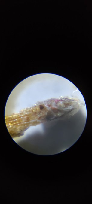 Does anyone know what this is? It's under a microscope. https://t.co/czD4OQpaVW<a href="/tag/academyawards"class="tags"><span>#academyawards</span></a><a href="/tag/oscars"class="tags"><span>#oscars</span></a><a href="/tag/academyaward"class="tags"><span>#academyaward</span></a><a href="/tag/oscar20"class="tags"><span>#oscar20</span></a>
