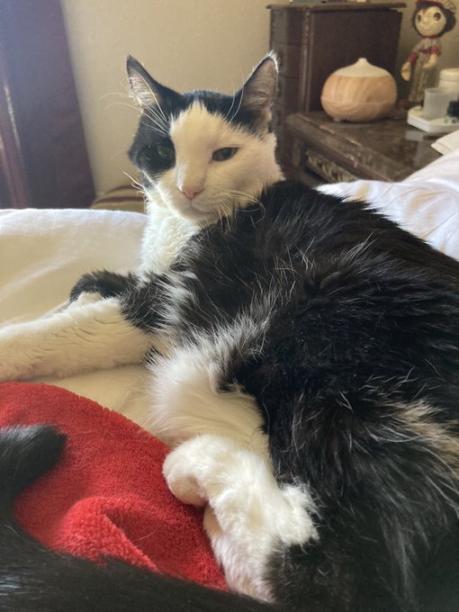 My 21 Ur old Kitty Lady &amp; I r a little under the weather&hellip;..Nothing serious but will be talking a few