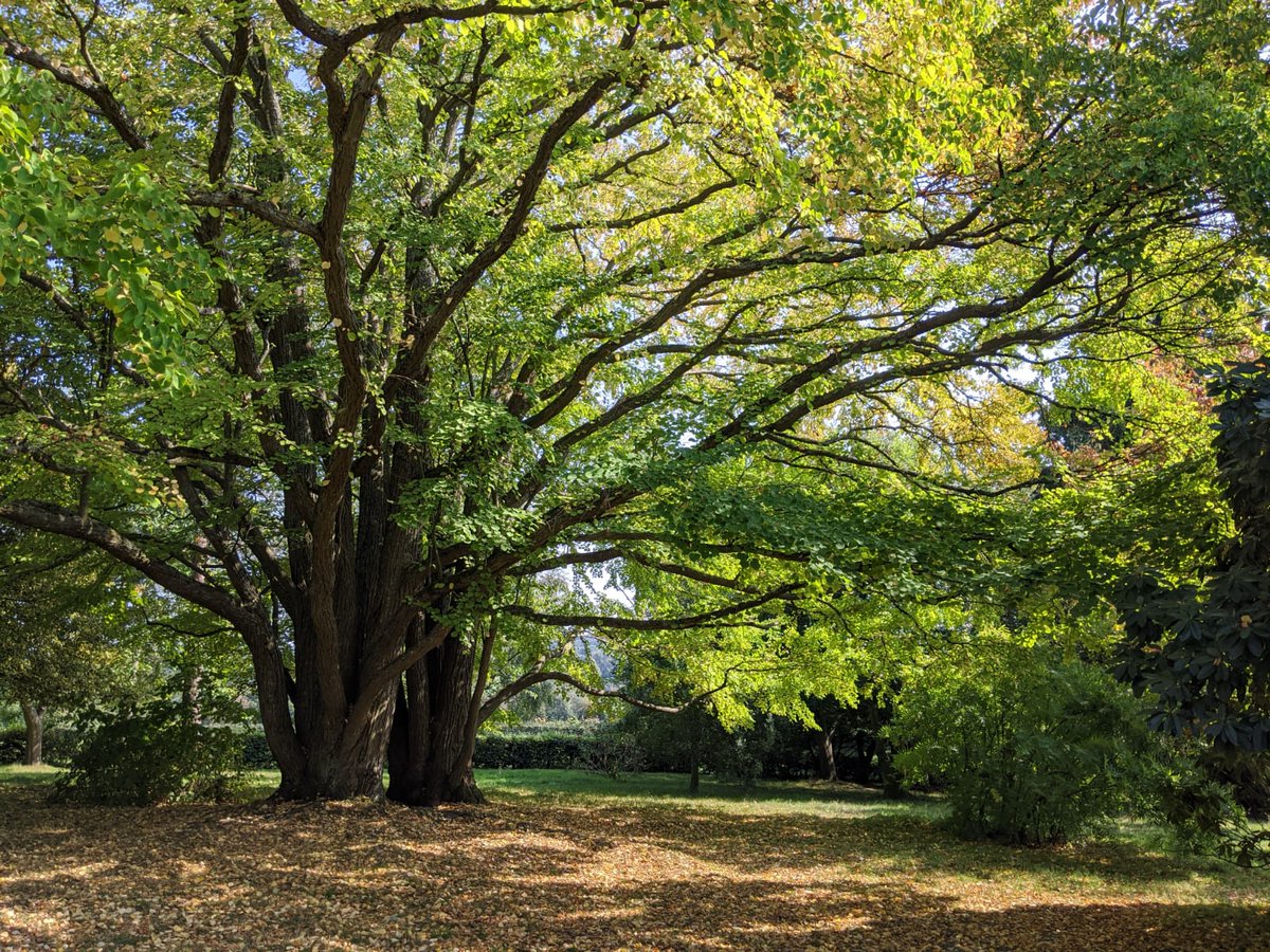 nationaltrust's tweet photo. An autumn spectacle that has to be smelled to be believed.

Katsura trees, like this one at Emmetts Garden in Kent, give off the aroma of burnt sugar around this time of year. https://t.co/WV13SPwGyS