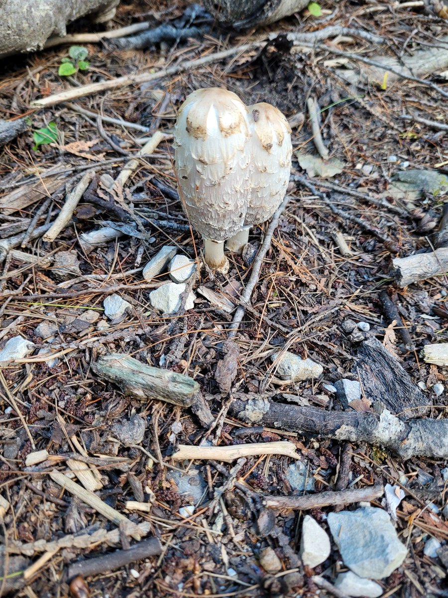sfourn03's tweet photo. Of course I had to snag photos of the #mushrooms we came across on our hike yesterday @ParksCanada https://t.co/mYUYSSkq9h