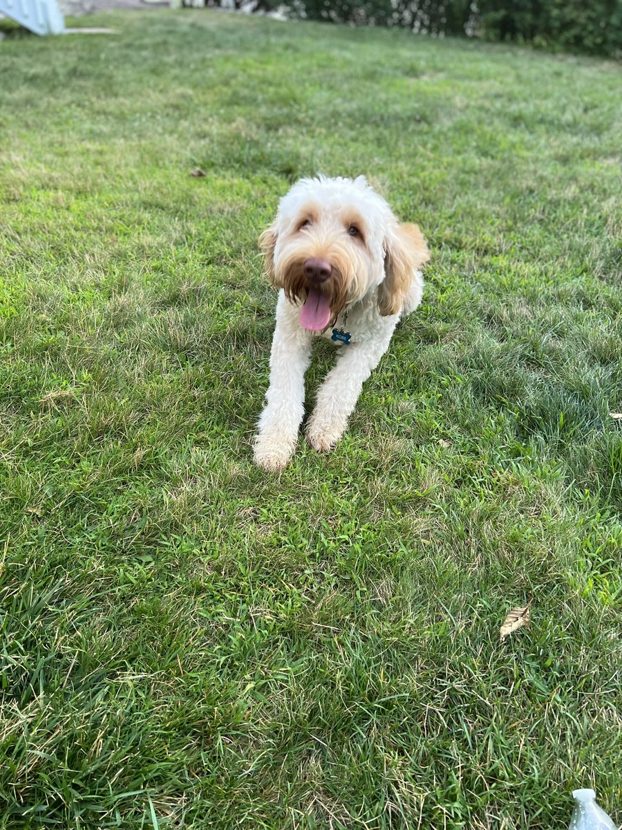 Meet my babies Bella &amp; Kobe ❤️. Life is happier with dogs. Especially funny, fluffy and clumsy ones. #goldendoodles #dogs #doglovers #DogsofTwittter