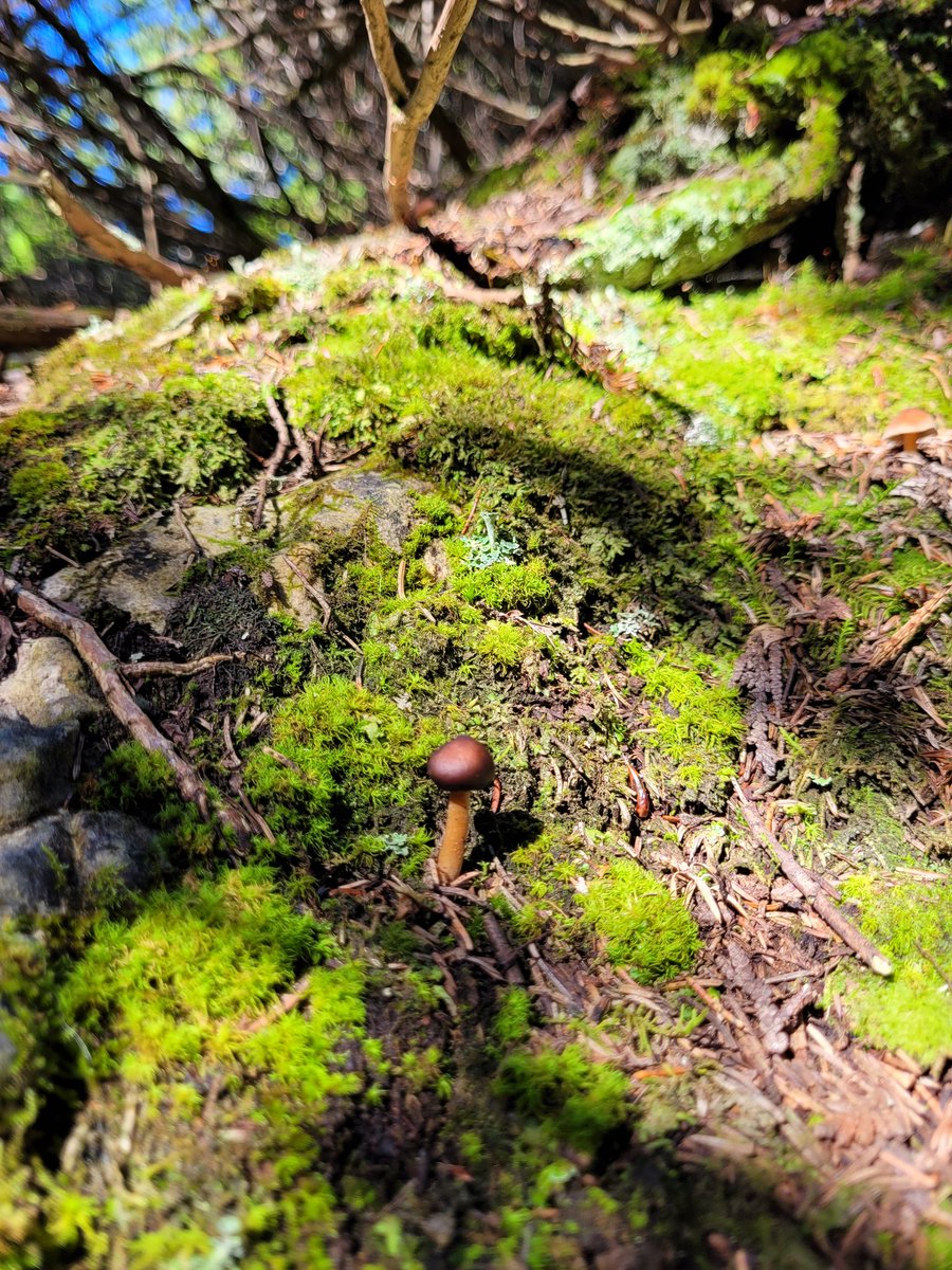 sfourn03's tweet photo. Of course I had to snag photos of the #mushrooms we came across on our hike yesterday @ParksCanada https://t.co/mYUYSSkq9h