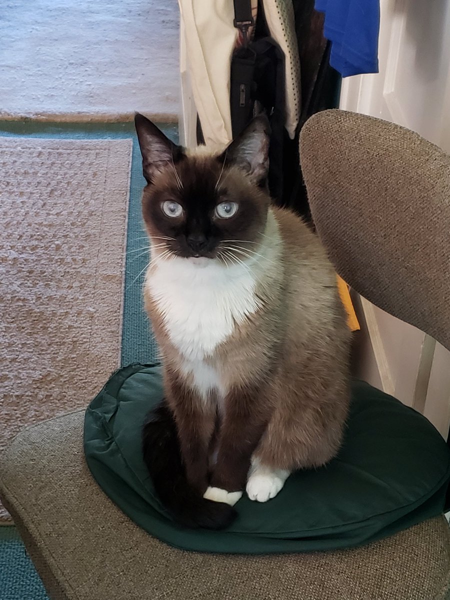 CassieJFox's tweet photo. #Caturday Troms shws off her fresh #Pawdicure Gizzabella eyes her suspiciously. Painted claws mean less help with the #Purracane Nip Pawty prep. #NipLife #PurrentLife  #CatsOfTwitter #Pawty #CatL9vers #Meow https://t.co/Foy7EsJtXx