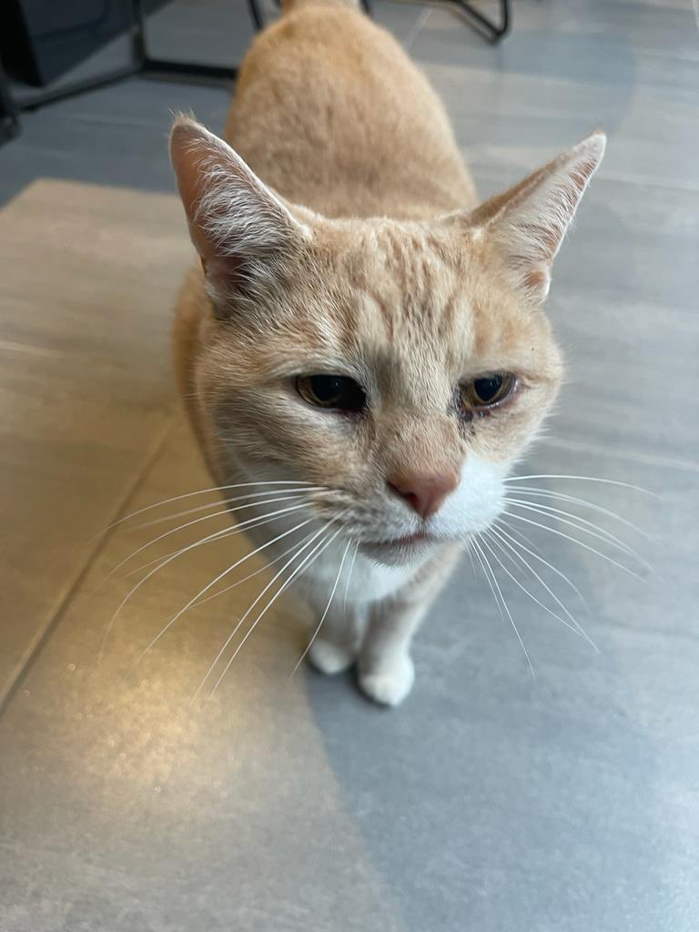 Did someone say treats ? #Caturday