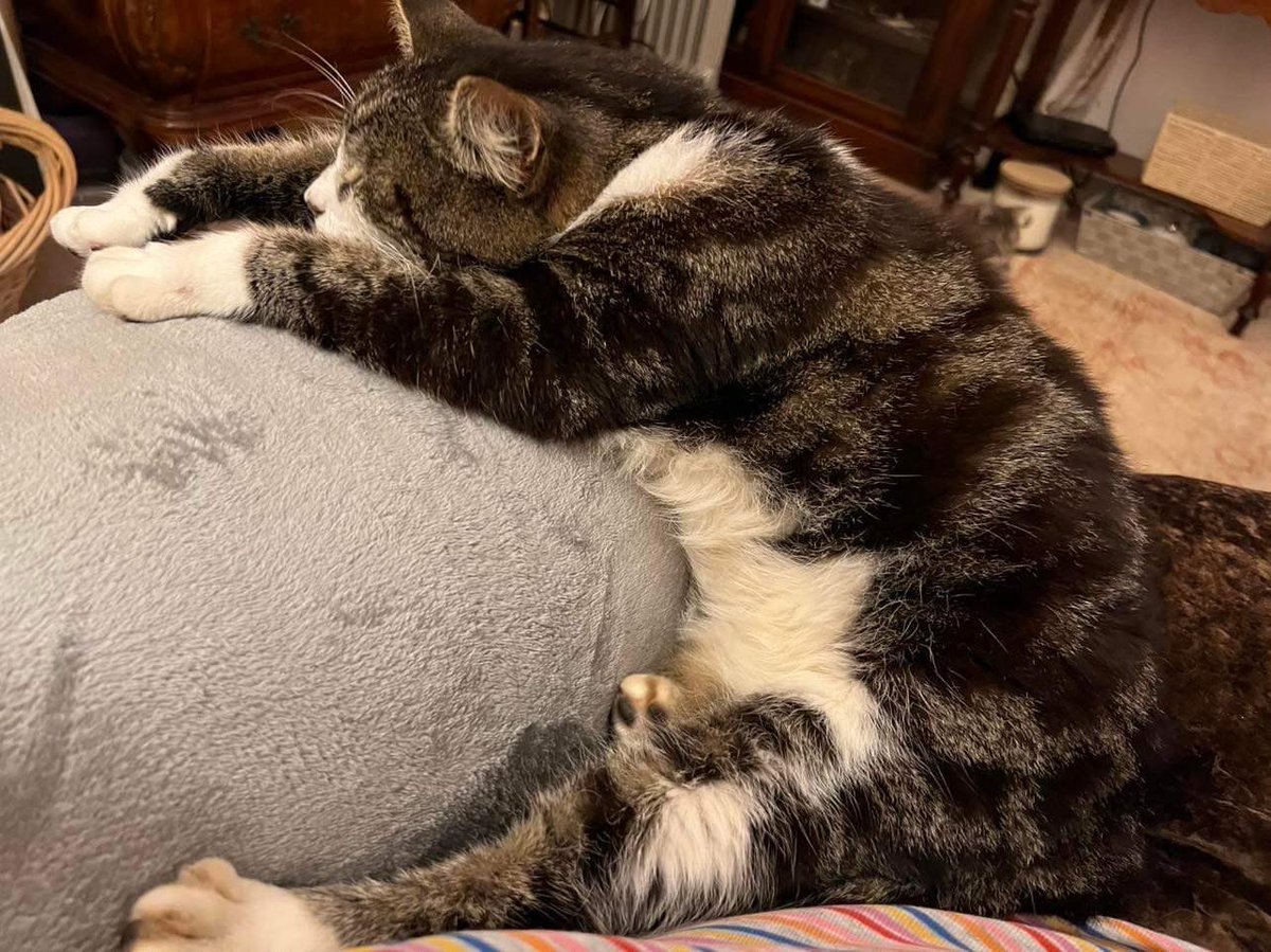 podweed's tweet photo. Fat King Carlos.
Ever the elegant sleeper.
#DeadLegs
#MooseCat ๐ https://t.co/11fB8qLa46