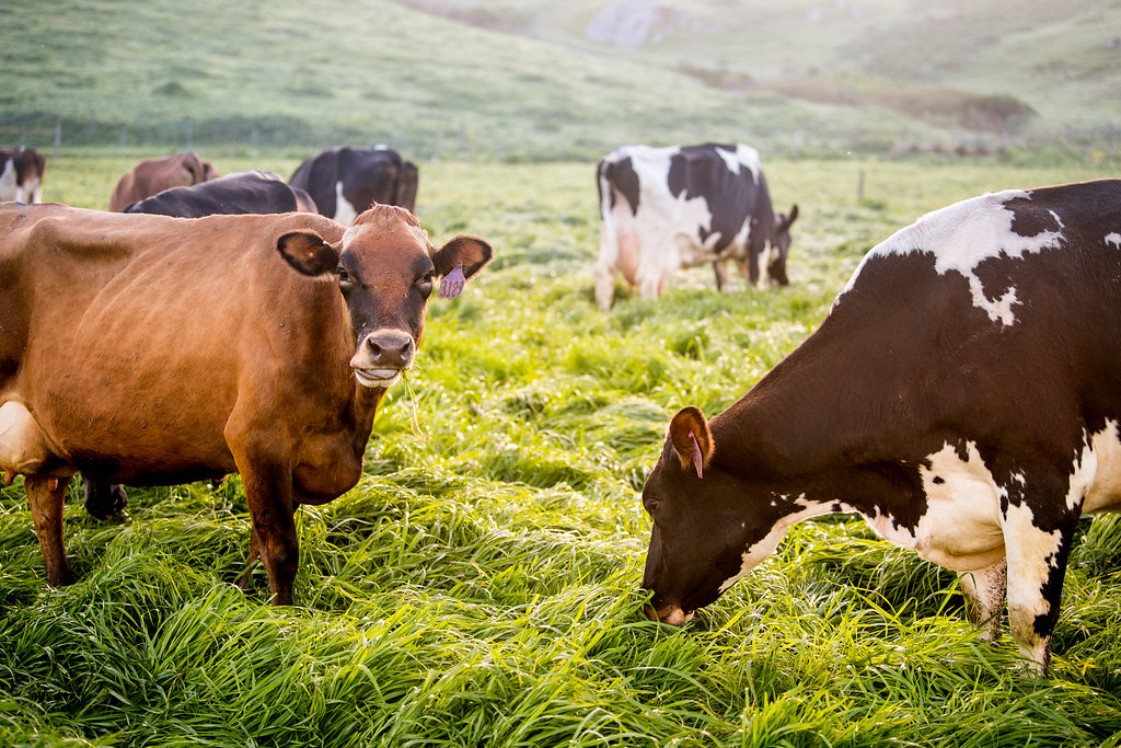 StrausOrganic's tweet photo. Our VP, Sustainability &amp; Strategic Impact @SustyJoe helped pilot the #CoolFarmTool on @AlbertStraus’ farm. The tool is instrumental in helping us w/the #carbonneutrality goal on #StrausDairyFarm by 2023 &amp; the 11 other dairy farms in our group by 2030. ▶️https://t.co/A02VUxLPnH https://t.co/rrWXBtZf1J