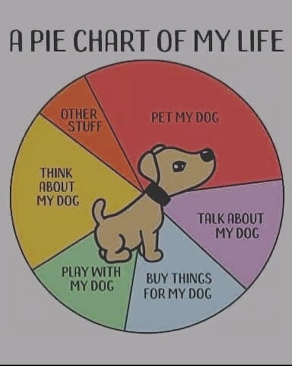 Yes, we're absolutely describing your daily routine. Found the post relatable? Like, share and comment ❤️

.
.
#Teamsavethepaws #adoption #adoptdontshop #adopt #adoptionjourney #dog #adoptionislove #love #rescue #dogsofinstagram #family #fostercare #adoptionrocks #cats #dogs