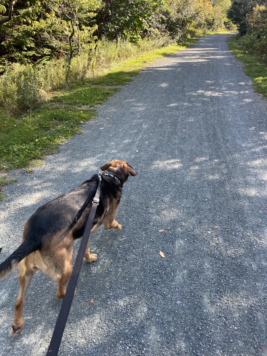 splanko's tweet image. What a day for it #Rubydog