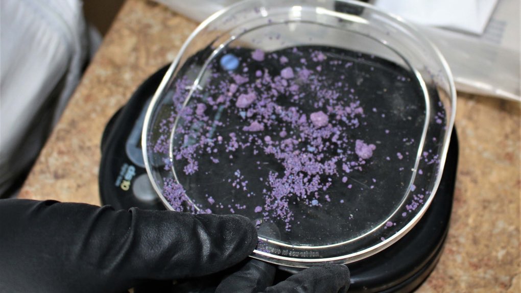 Gunner 🇨🇦 Andy 🌈🇲🇽 el jefe tweet media