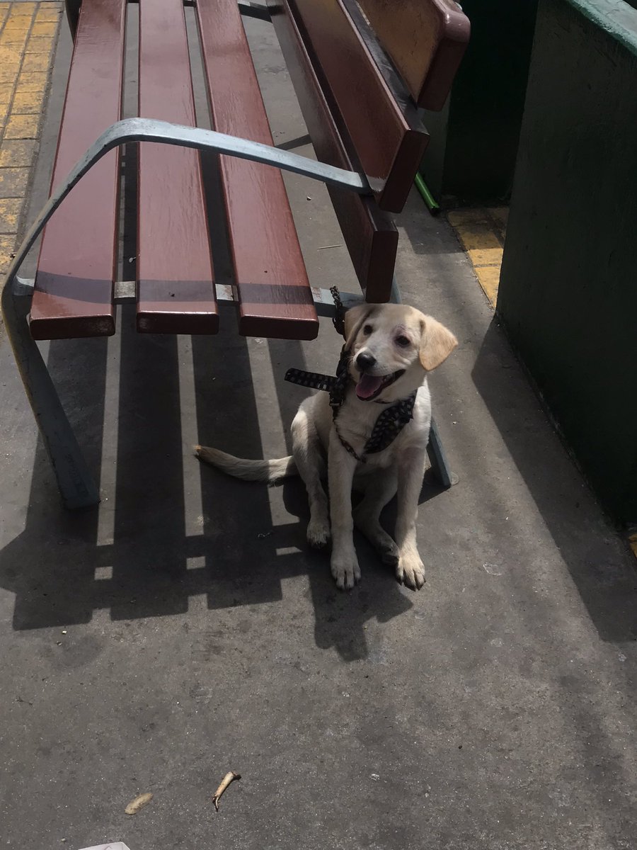 ticnt_'s tweet image. Acaban de dejar amarrado a este cachorro en el paradero de Angamos Este (el que esta por kfc) estaba subiendo al carro y ni siquiera me estoy yendo a mi casa, no sé por cuánto estará ahí pero por favor si alguien vive cerca y puedo ayudarlo! Tendrá 3 meses