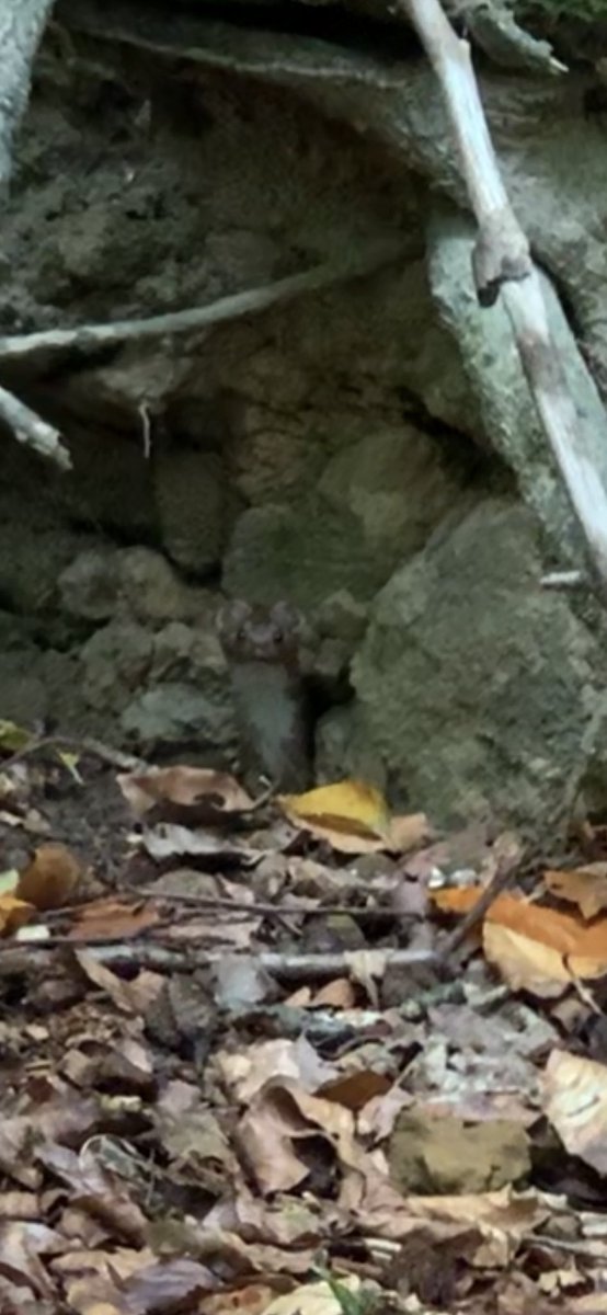 danidotweb3's tweet photo. Spot the weasel! The worlds tiniest carnivore. https://t.co/axezy4bYFn