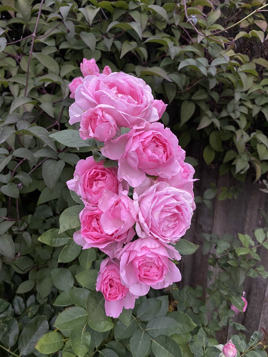 Last nights wind and rain luckily didn’t wreck this stunning pink rose #rose #gardening #gardeningtwitter