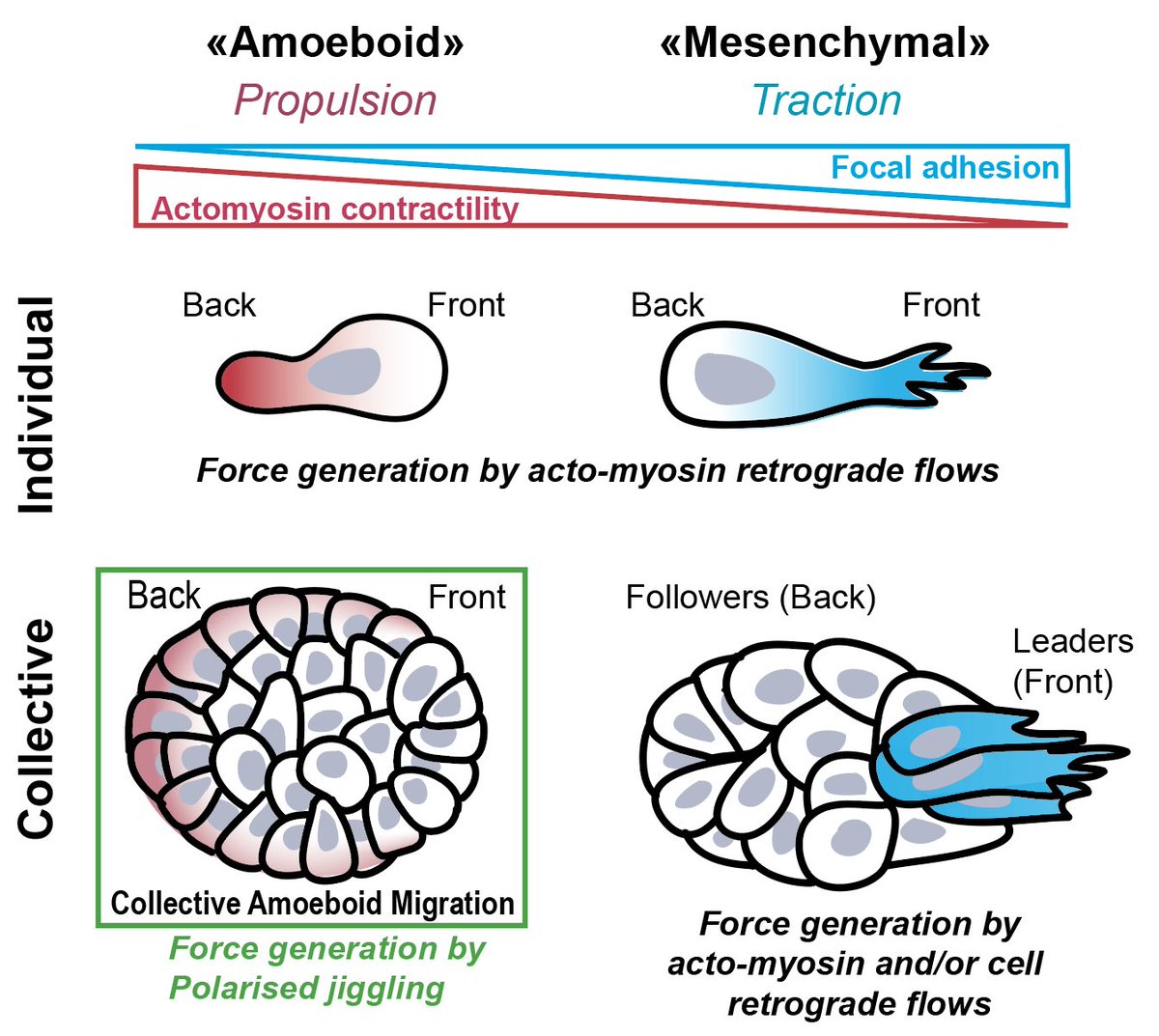 JaulinLab tweet media