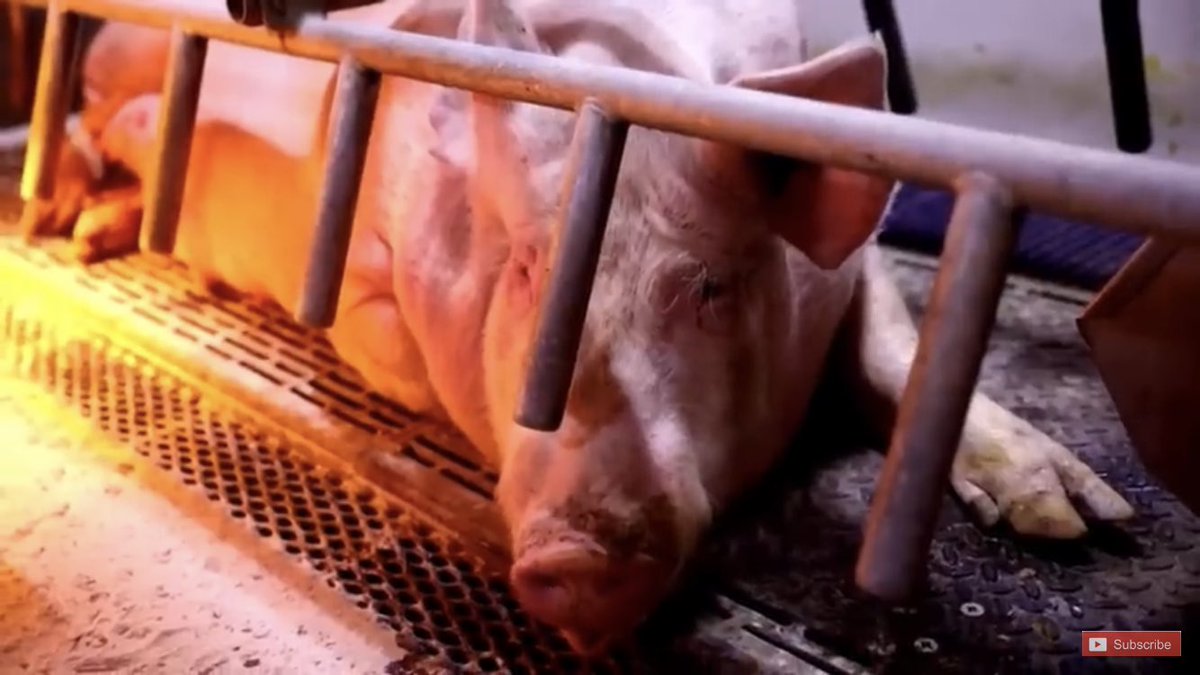 Here’s some more images of these massive pig murder factories! Not so fun fact: Approximately 700 million pigs are slaughtered in China every year! If this isn’t a modern day Holocaust I don’t know what is!