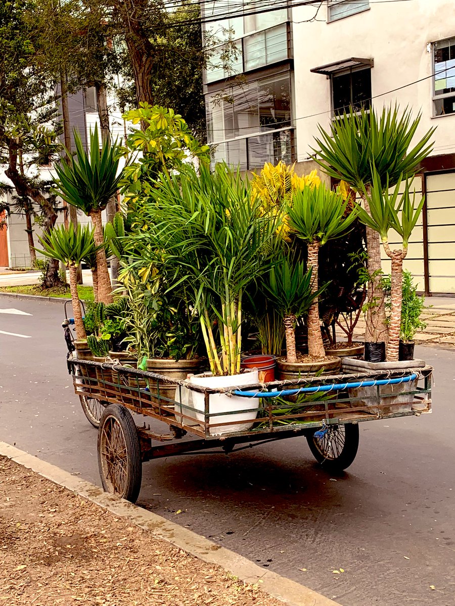 pewic's tweet photo. El Sr Jaime 👨🏽‍🌾pasea por Miraflores vendiendo plantas lindas 🪴 Si le quieren dar una manito aquí su número: 990 554 699 https://t.co/U1YdS0hsLH