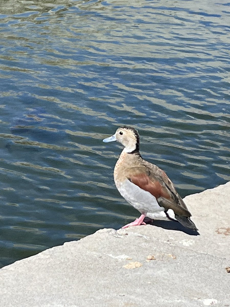 hersgamers's tweet photo. Can confirm, They do in fact bite. To be continued when I have two arms https://t.co/eKjx1ZXcU9