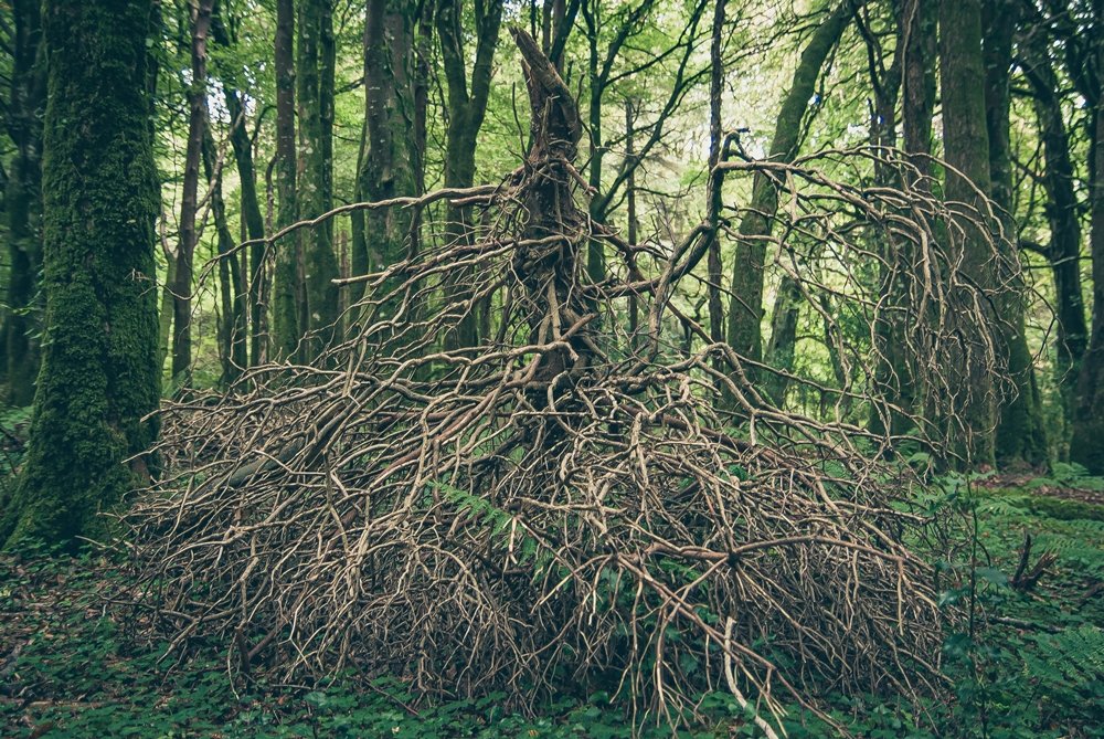 BloodLikeRain's tweet photo. Looking for a cool logo for your Black Metal band ?

#BlackMetalLogo #bandlogo #NaturePhotography #forest https://t.co/JBm6BMy1cP