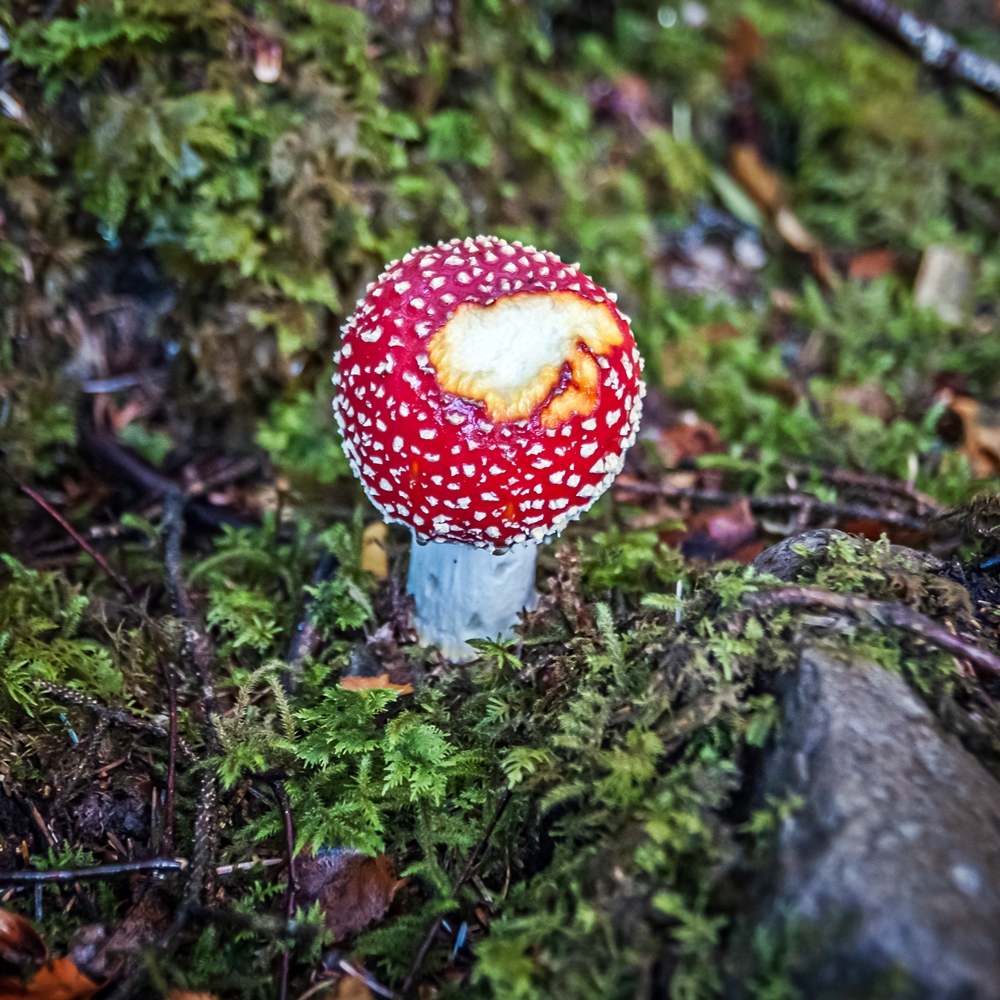 BloodLikeRain's tweet photo. Two red beauties from my morning walk. 
Do not consume unless you're an expert.
#NaturePhotography #nature #natureismychurch #naturelovers  #outdoorphotography #forest #landscapephotography #againstthemodernworld #mushrooms #shrooms #fungi #flyagaric https://t.co/wCnQghrpaL