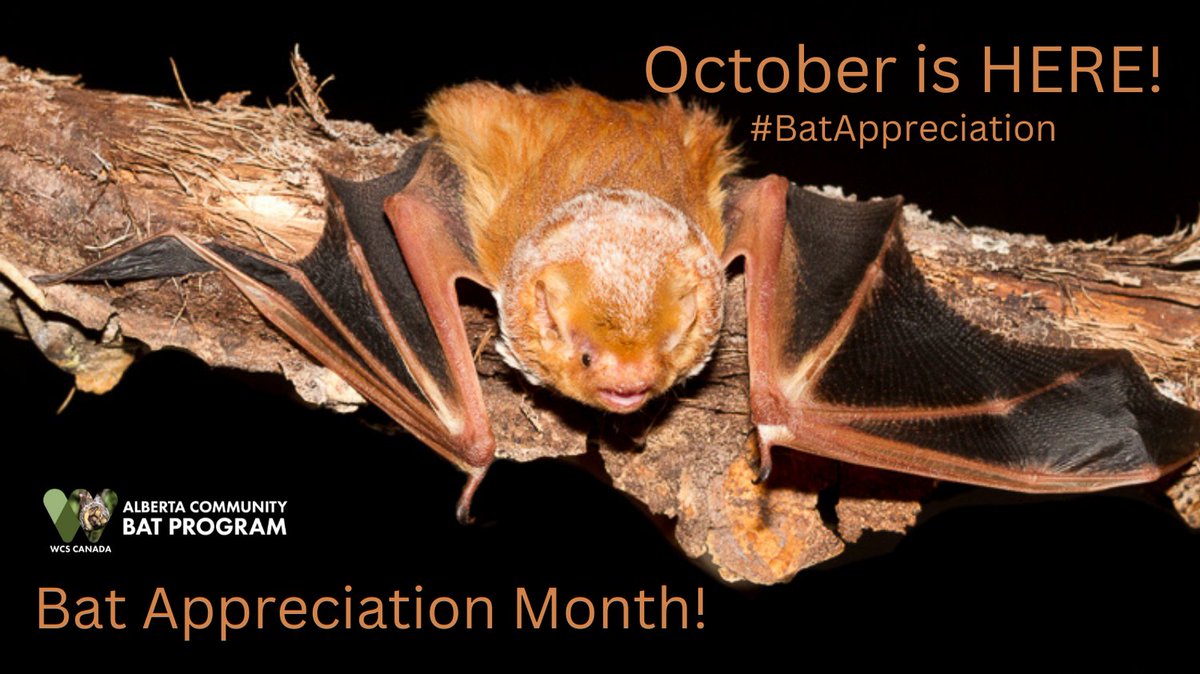 albertabats's tweet image. Red bats are always in season for October! We will be posting all month - photos and our favourite bat papers (some new &amp;amp; some old). Stay tuned! #SameBatChannel #AlbertaBats #SupportBats #FriendsForBats albertabats.ca/friendsforbats (photo: Jared Hobbs)