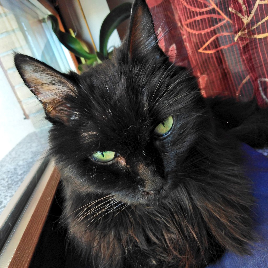 maolindas's tweet photo. 💔 Ciao Venus, Amore nostro... Riposa in Pace, libera dal male🌈
Sarai sempre la nostra leonessa fiera e guardiana della nostra anima!🐾
Come faremo a vivere senza di te?! 😭
#1ottobre
#cats https://t.co/1K4DTvVGVq